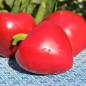 Preview: Paprika Dumas (freilandgeeignet) (Samen)