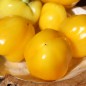 Preview: Paprika Dunjasha (Samen)
