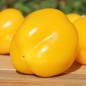 Preview: Paprika Dunjasha (Samen)