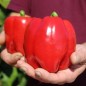 Preview: Paprika Emerald Giant (Samen)