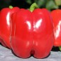 Preview: Paprika Emerald Giant (Samen)