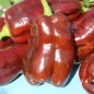 Preview: Paprika Georgescu Chocolate (Samen)
