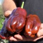 Preview: Paprika Georgescu Chocolate (Samen)