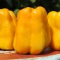 Preview: Neu! Paprika Heavyweight Yellow Giant Bell (Samen)
