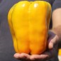 Preview: Neu! Paprika Heavyweight Yellow Giant Bell (Samen)