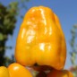 Preview: Neu! Paprika Heavyweight Yellow Giant Bell (Samen)