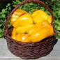 Preview: Paprika Heavyweight Yellow Giant Bell (Samen)