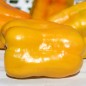 Preview: Neu! Paprika Heavyweight Yellow Giant Bell (Samen)