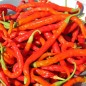 Preview: Paprika Himo Togarashi (Samen)