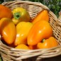 Preview: Paprika Jarik (freilandgeeignet) (Samen)
