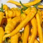 Preview: Neu! Paprika Jimmy Nardellos Yellow (Samen)