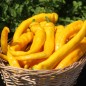 Preview: Neu! Paprika Jimmy Nardellos Yellow (Samen)