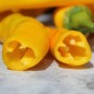 Preview: Neu! Paprika Jimmy Nardellos Yellow (Samen)