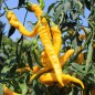 Preview: Neu! Paprika Jimmy Nardellos Yellow (Samen)