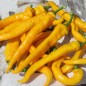 Preview: Neu! Paprika Jimmy Nardellos Yellow (Samen)