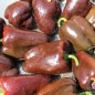 Preview: Paprika Karamel (Samen)