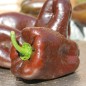 Preview: Paprika Karamel (Samen)