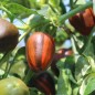 Preview: Neu! Paprika Madame Paraplü (panaschiert) (Samen)