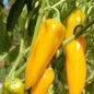 Preview: Paprika Marconi Golden (Samen)