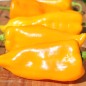 Preview: Paprika Marconi Golden (Samen)