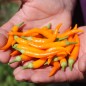 Preview: Paprika Medusa Orange (Samen)
