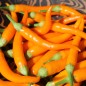 Preview: Paprika Medusa Orange (Samen)