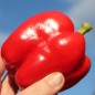 Preview: Paprika Neusiedler Ideal (Freilandsorte) (Samen)