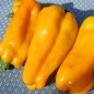Preview: Neu! Paprika Nocera Giallo (Samen)