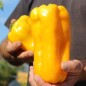 Preview: Neu! Paprika Nocera Giallo (Samen)