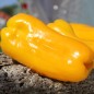 Preview: Neu! Paprika Nocera Giallo (Samen)