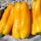 Preview: Neu! Paprika Nocera Giallo (Samen)