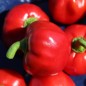 Preview: Paprika Nora (Samen)