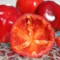 Preview: Paprika Nora (Samen)