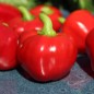 Preview: Paprika Nora (Samen)