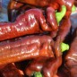 Preview: Neu! Paprika Palermo Brown (Samen)