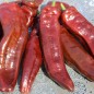Preview: Neu! Paprika Palermo Brown (Samen)