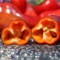 Preview: Neu! Paprika Perola Aurora (panaschierter Zwergpaprika) (Samen)