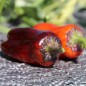 Preview: Neu! Paprika Perola Aurora (panaschierter Zwergpaprika) (Samen)