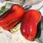 Preview: Neu! Paprika Perola Aurora (panaschierter Zwergpaprika) (Samen)