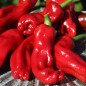 Preview: Paprika Pimiento Christal (Samen)