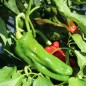 Preview: Paprika Pimiento Christal (Samen)