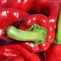 Preview: Paprika Pimiento Christal (Samen)