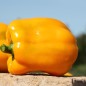 Preview: Paprika Quadrato d'Asti Giallo (Samen)