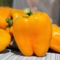 Preview: Paprika Quadrato d'Asti Giallo (Samen)