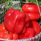 Preview: Paprika Quadrato d’Asti Rosso (Samen)