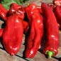 Preview: Paprika Ramiro Red (Samen)