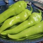 Preview: Paprika Sigaretta Bionda (Samen)