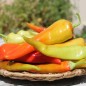 Preview: Paprika Sigaretta Bionda (Samen)