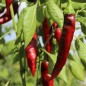 Preview: Szegediner Paprika (Samen)