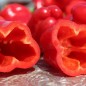 Preview: Paprika Trontarolo (Samen)